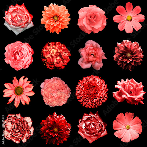 Mix collage of natural and surreal red flowers 16 in 1  peony  dahlia  primula  aster  daisy  rose  gerbera  clove  chrysanthemum  cornflower  flax  pelargonium isolated on black