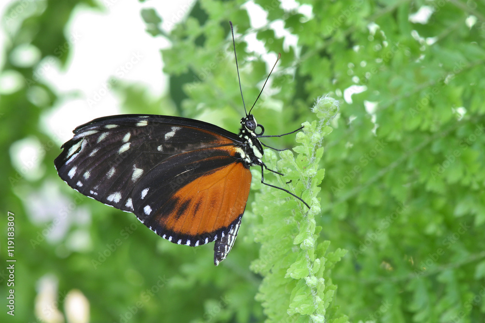 Obraz premium Tiger Longwing