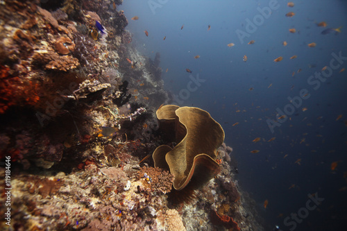 undrewater - wide angle shot of colorful coral reef and sponge in Asia photo