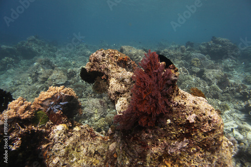 undrewater - wide angle shot of colorful coral reef in Asia