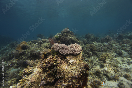 undrewater - wide angle shot of colorful coral reef in Asia © agarianna