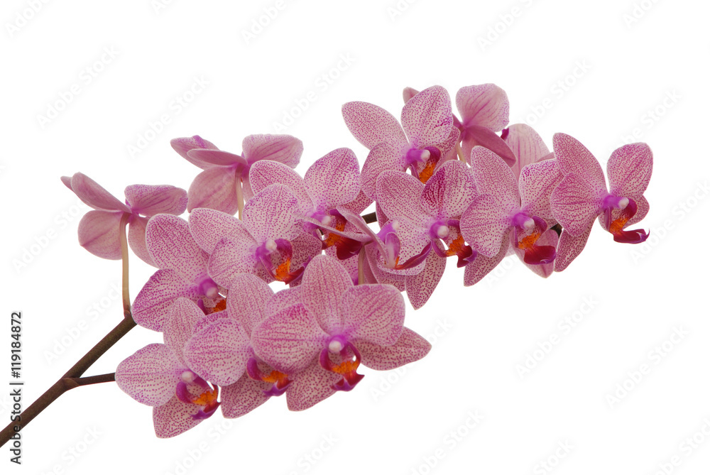 isolated pink orchid