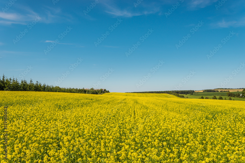 Yellow rapeseed field in bloom