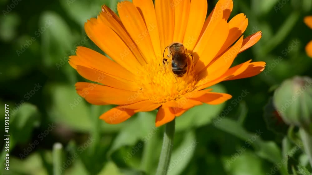 bees picking pollen from marigold calendula flower bees picking pollen from marigold calendula flower