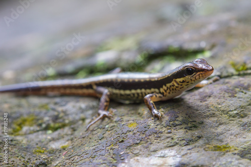 Common Forest Skink in forest