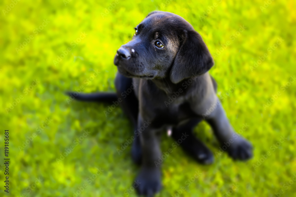 portrait of a young black labrador puppy