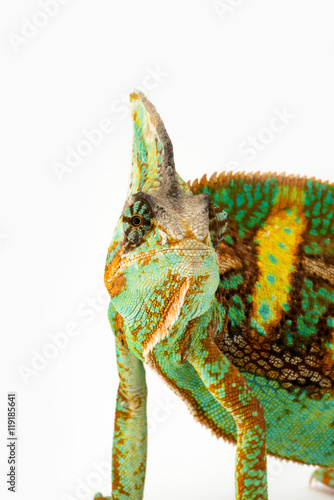 Yemen chameleon isolated on white background