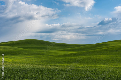 Eastern Washington Wheat. Location in Risbeck, Colfax, Washington