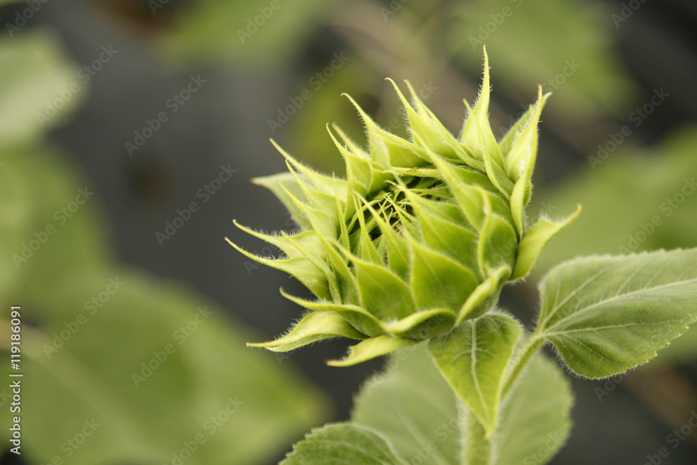 Background of sunflowers bloom in the field Background of sunflowers bloom in the field