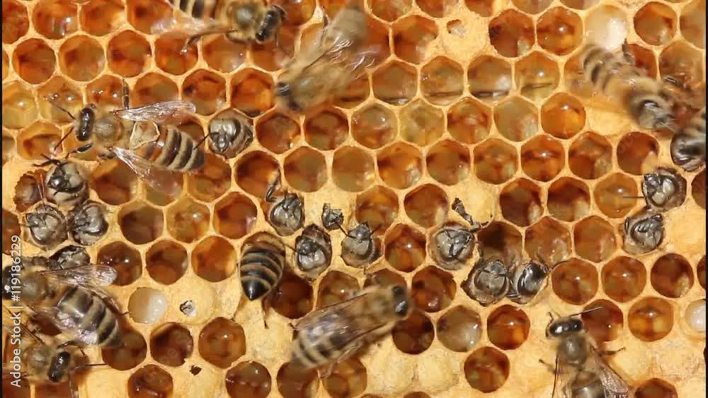 Birth of bee.
Preparation bees out of the cocoon. Birth of bee.
Preparation bees out of the cocoon.