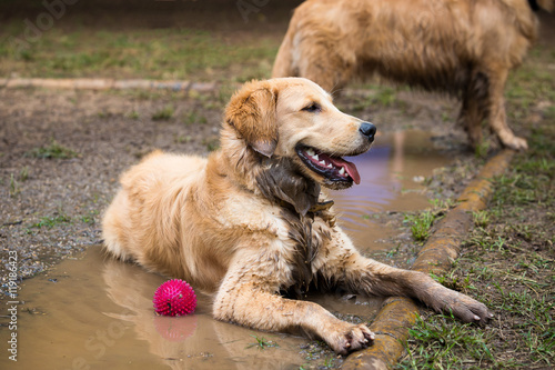Fototapeta Naklejka Na Ścianę i Meble -  Golden Retriever