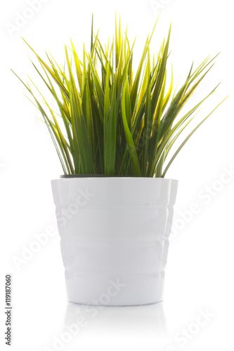 Decorative grass in flowerpot isolated
