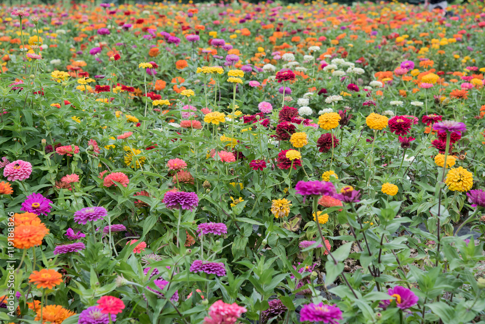 Field of multicolored gerberas