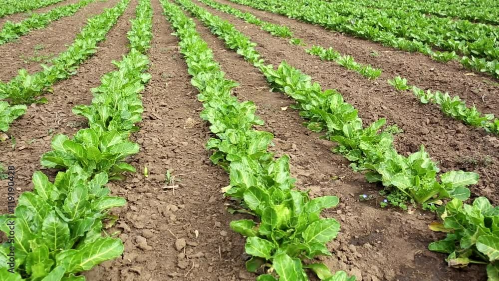 Field with rows of sugar beet – hd video Field with rows of sugar beet – hd video