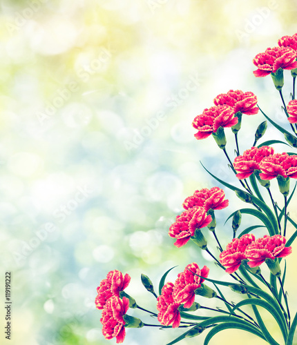 Fototapeta Naklejka Na Ścianę i Meble -  branch bright colorful flowers carnations. Summer. nature.