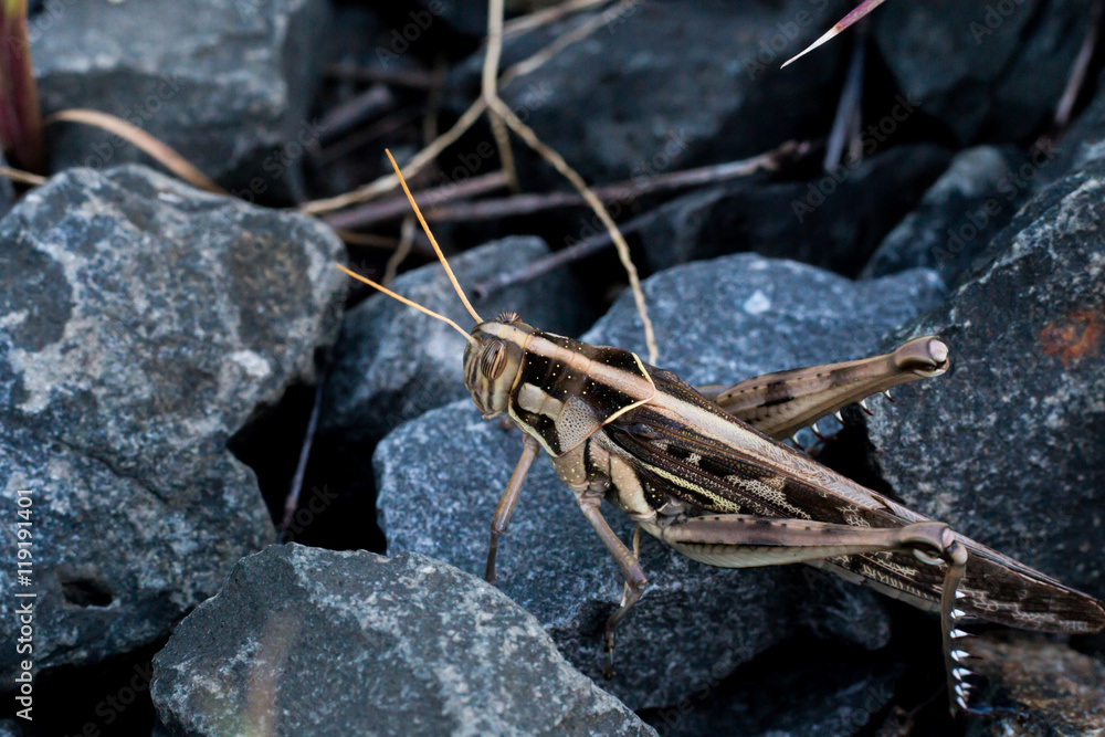 Grasshopper on stone dark close up Grasshopper on stone dark close up