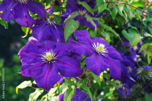 Blooms clematis blue-purple flowers. Clematis The President. Two flowers.