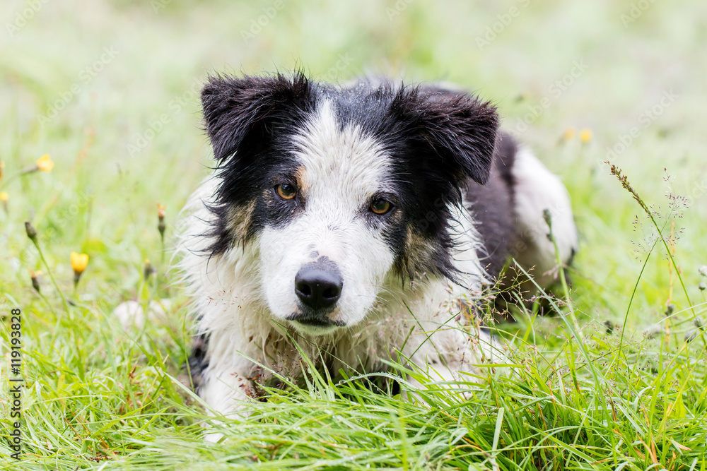 Playful Border collie