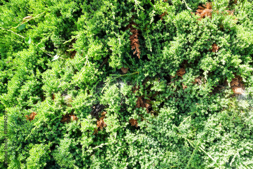 Juniper Juniper