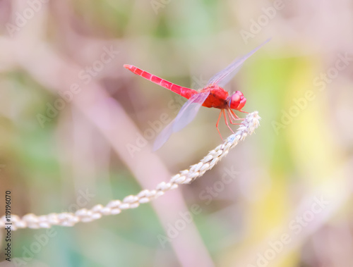 Wallpaper Mural dragonfly Torontodigital.ca