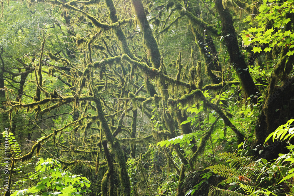Fototapeta premium Colchis Boxwood forest in the North Caucasus mountains.