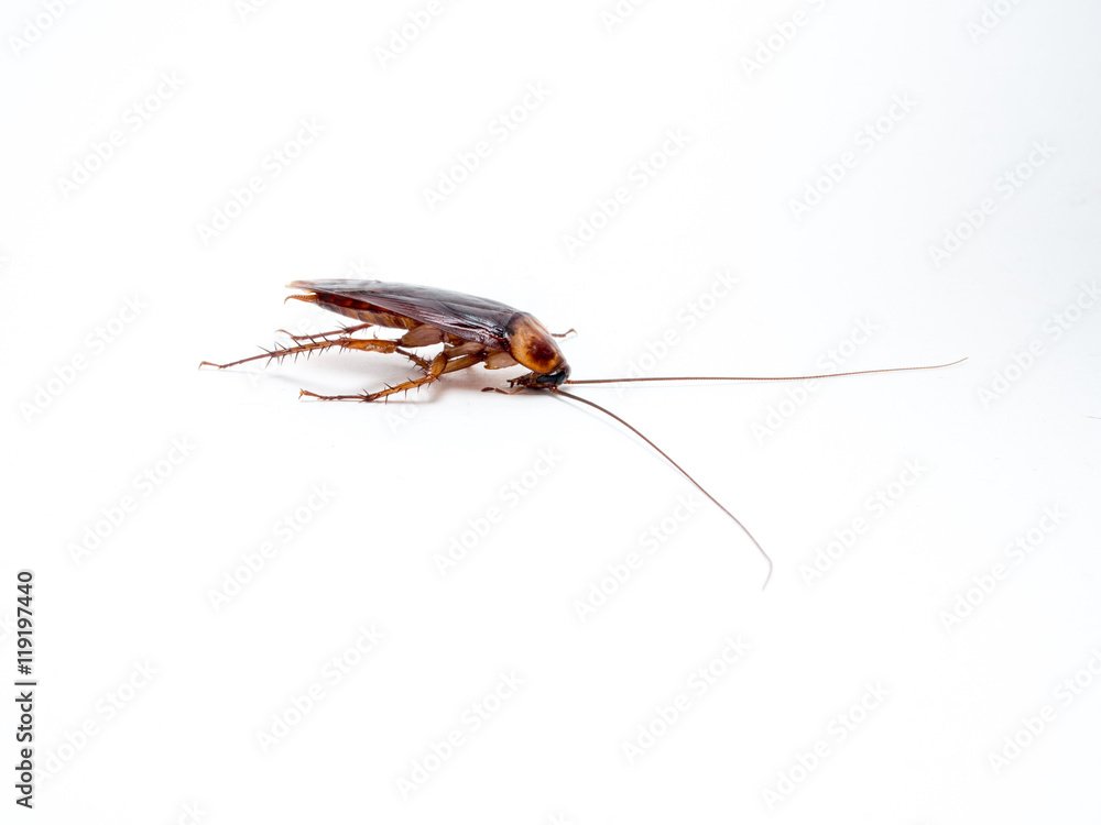 Cockroaches small animals distract a annoying causes of disease. Cockroaches small animals distract a annoying causes of disease.