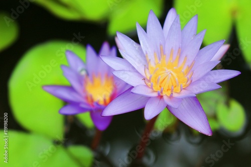 Two beautiful purple waterlily lotus