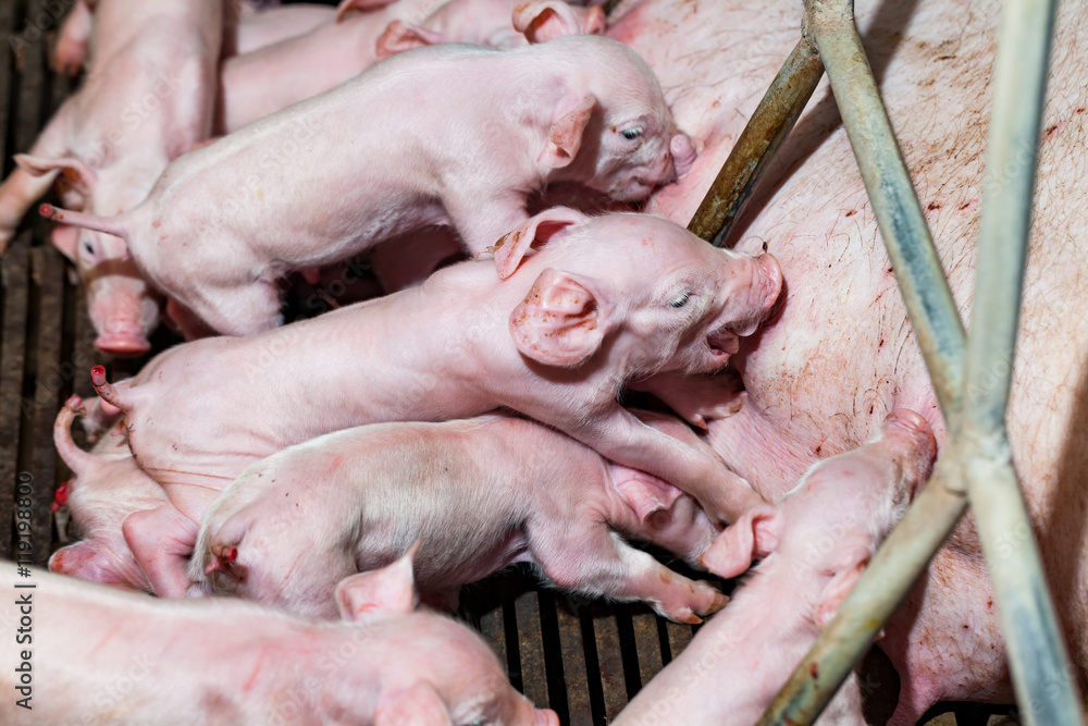 Newborn piglets are trying to suckle from its mother pig. Scramb Newborn piglets are trying to suckle from its mother pig. Scramb