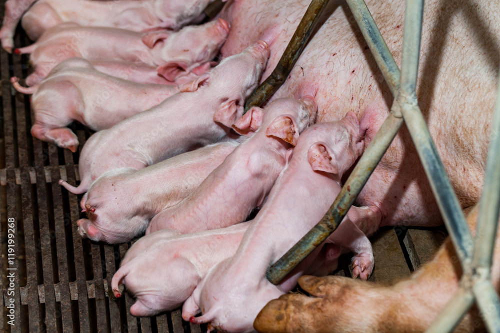 Newborn piglets are trying to suckle from its mother pig. Scramb Newborn piglets are trying to suckle from its mother pig. Scramb