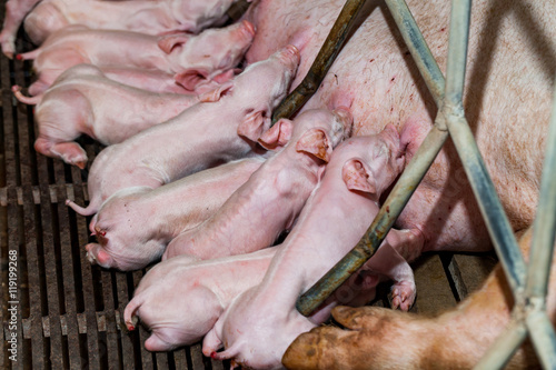 Newborn piglets are trying to suckle from its mother pig. Scramb