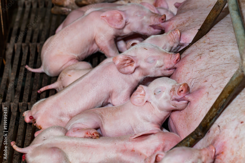 Newborn piglets are trying to suckle from its mother pig. Scramb Newborn piglets are trying to suckle from its mother pig. Scramb