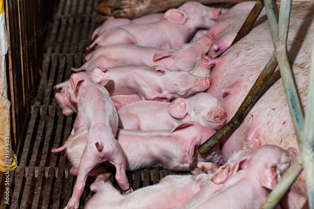 Newborn piglets are trying to suckle from its mother pig. Scramb Newborn piglets are trying to suckle from its mother pig. Scramb
