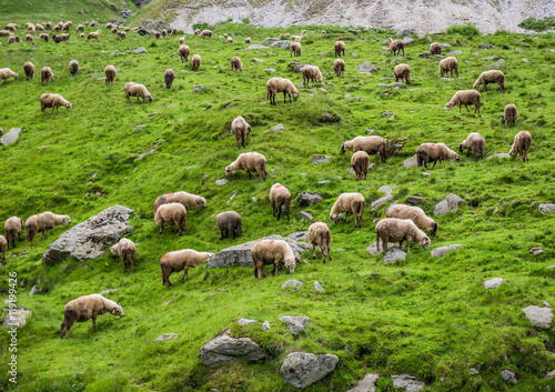 Sheeps on a pasture next to Transfagarasan Road in southern section of Carpathian Mountains in Romania