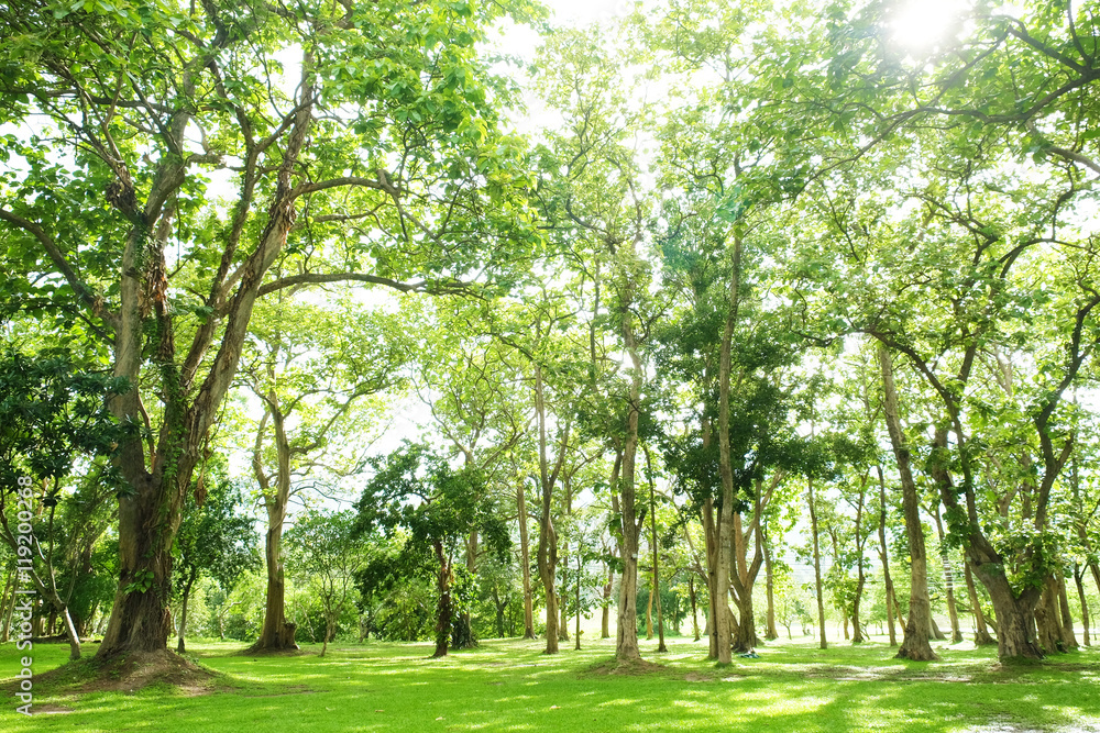Lush green trees in park and sunlight after rain Lush green trees in park and sunlight after rain