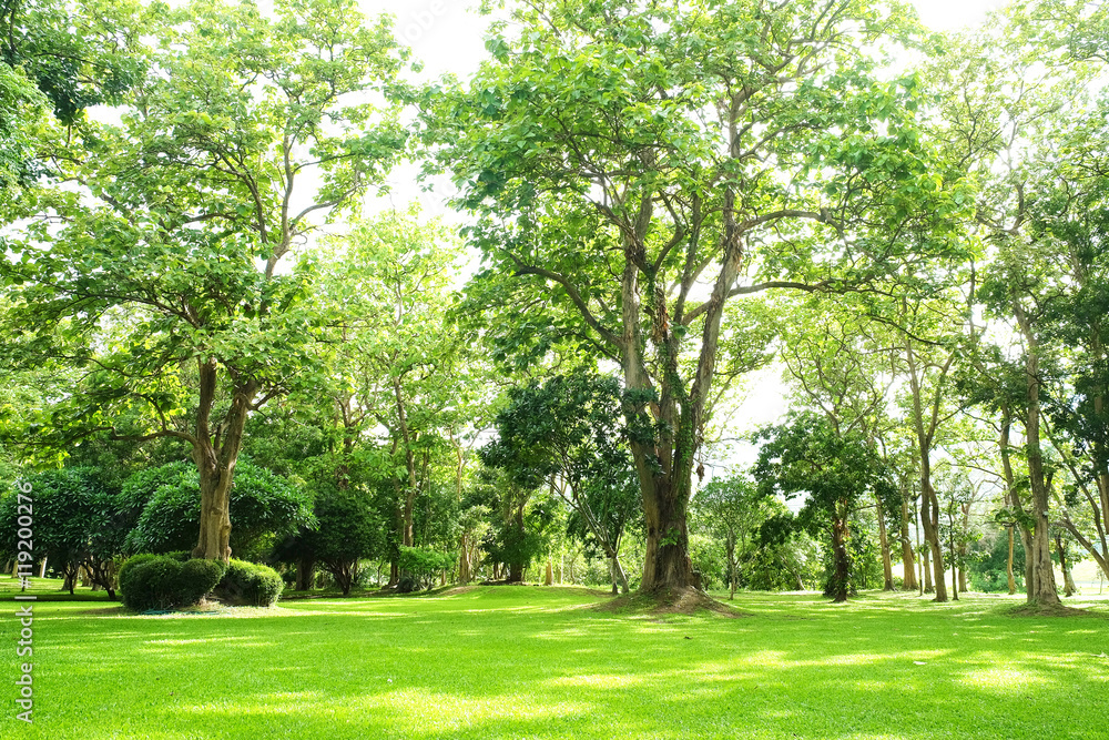 Lush green trees in park and sunlight after rain