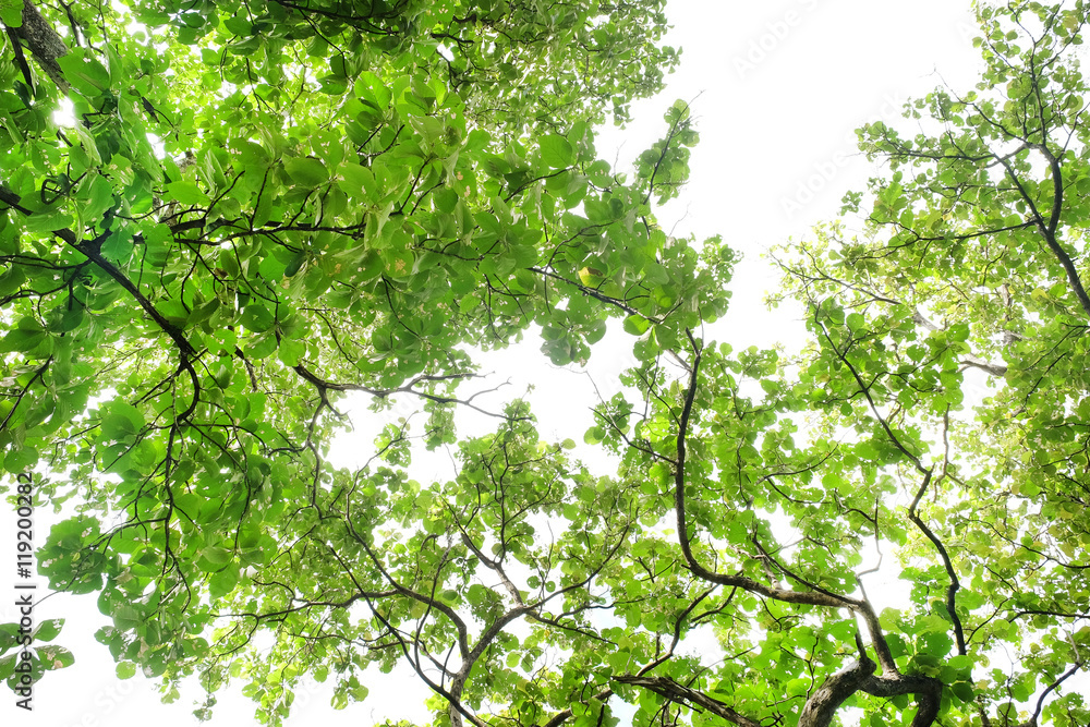 Fototapeta premium branch of tree nature green leaves texture background. Under the tree view with sunlight and green leaves