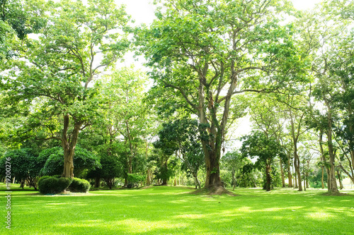 Lush green trees in park and sunlight after rain