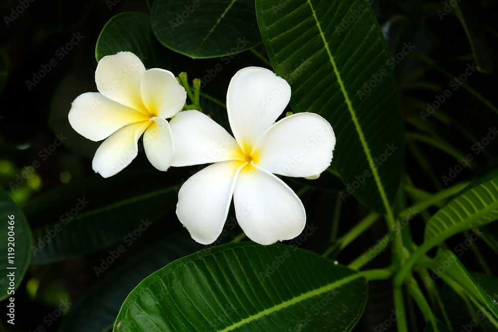 White Frangipani Flower - Soft focus White Frangipani Flower - Soft focus