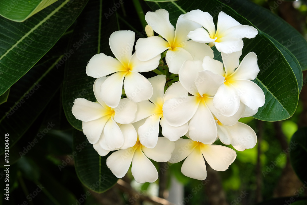 White Frangipani Flower - Soft focus White Frangipani Flower - Soft focus
