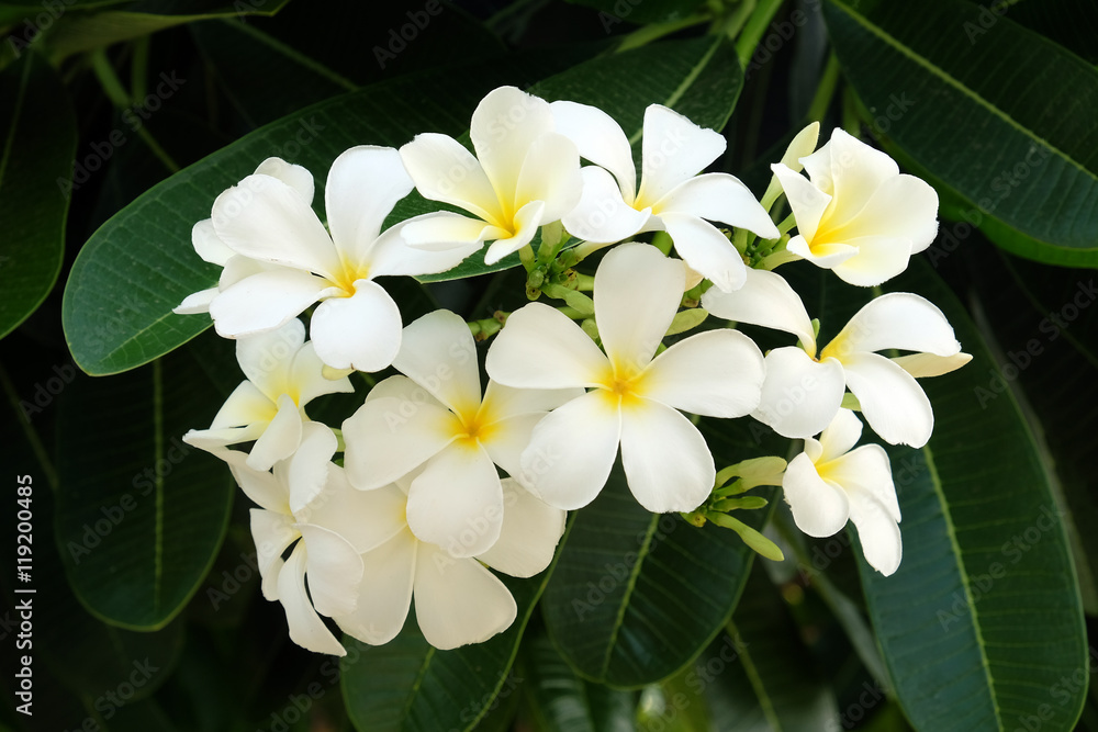 Fototapeta premium White Frangipani Flower - Soft focus