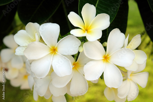 White Frangipani Flower - Soft focus