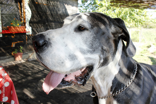 Great Dane HARLEQUIN