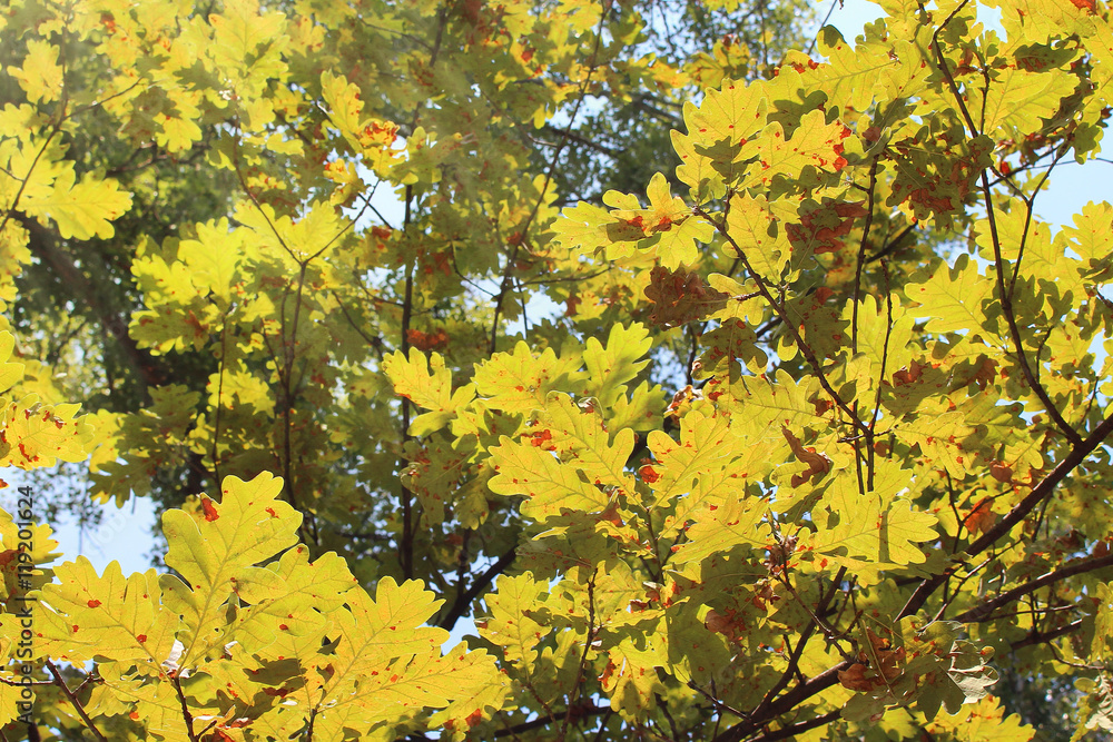Yellow oak leaves in sunlight rays