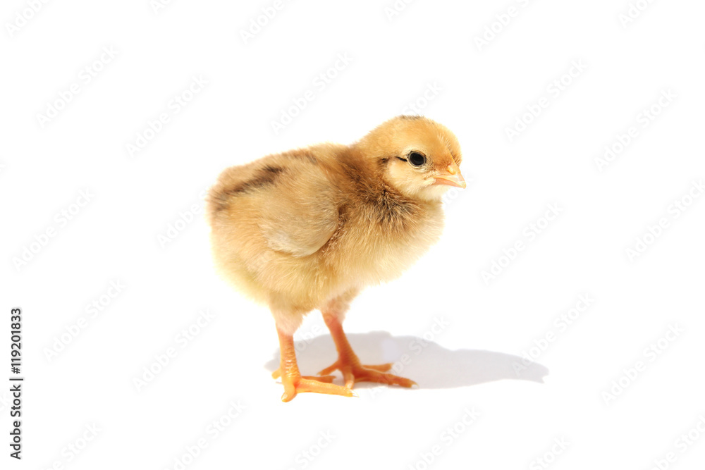 Chick isolated on white background with shadow Chick isolated on white background with shadow