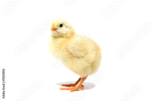 Chick isolated on white background with shadow