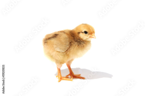 Chick isolated on white background with shadow