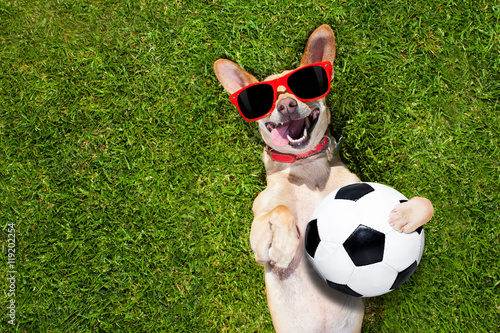 dog plays with soccer ball © Javier brosch