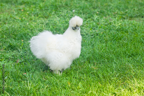 White Silkie Hen in a farm yard