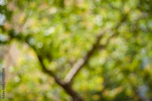 Obraz na płótnie Blurry nature wallpaper. Forest bokeh background. Green defocused backdrop for your design. w salonie