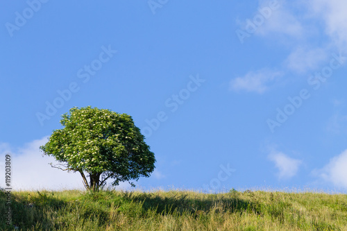Isolated tree over blue sky. Summer panorama